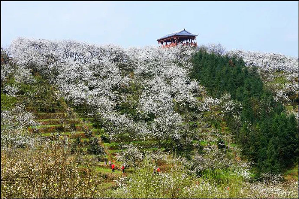 【春天，广西桂林灌阳县向您发出邀请！】我们在灌阳看梨花 - 游山玩水 - 云浮生活社区 - 云浮28生活网 yf.28life.net