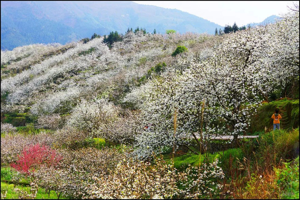 【春天，广西桂林灌阳县向您发出邀请！】我们在灌阳看梨花 - 游山玩水 - 云浮生活社区 - 云浮28生活网 yf.28life.net