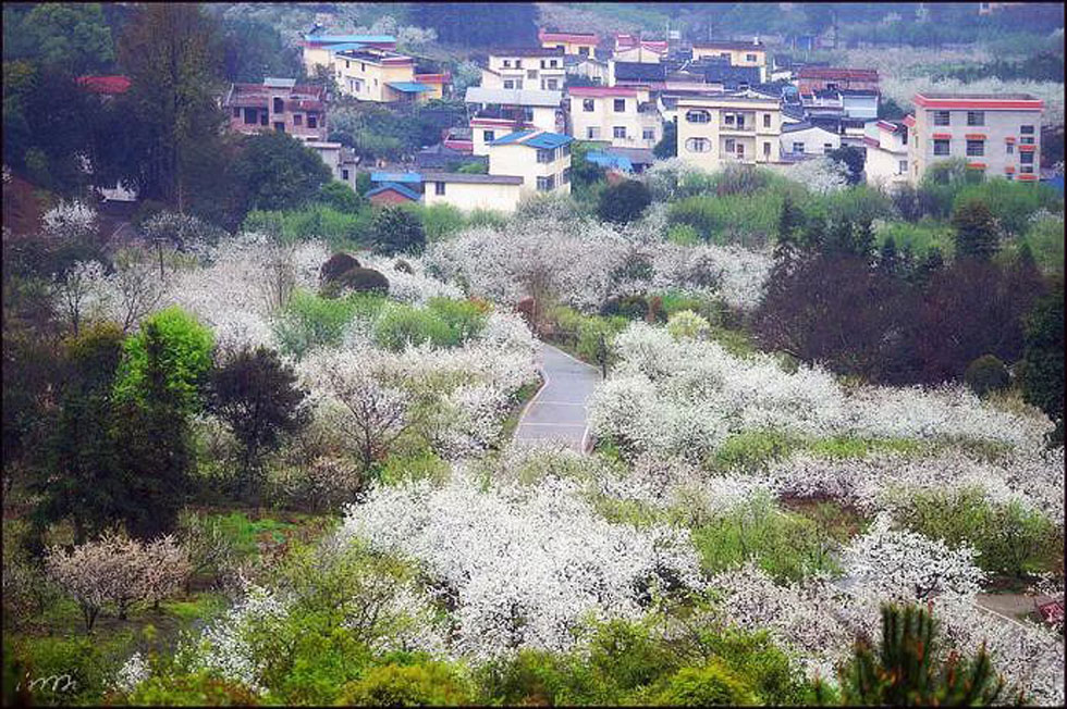【春天，广西桂林灌阳县向您发出邀请！】我们在灌阳看梨花 - 游山玩水 - 云浮生活社区 - 云浮28生活网 yf.28life.net