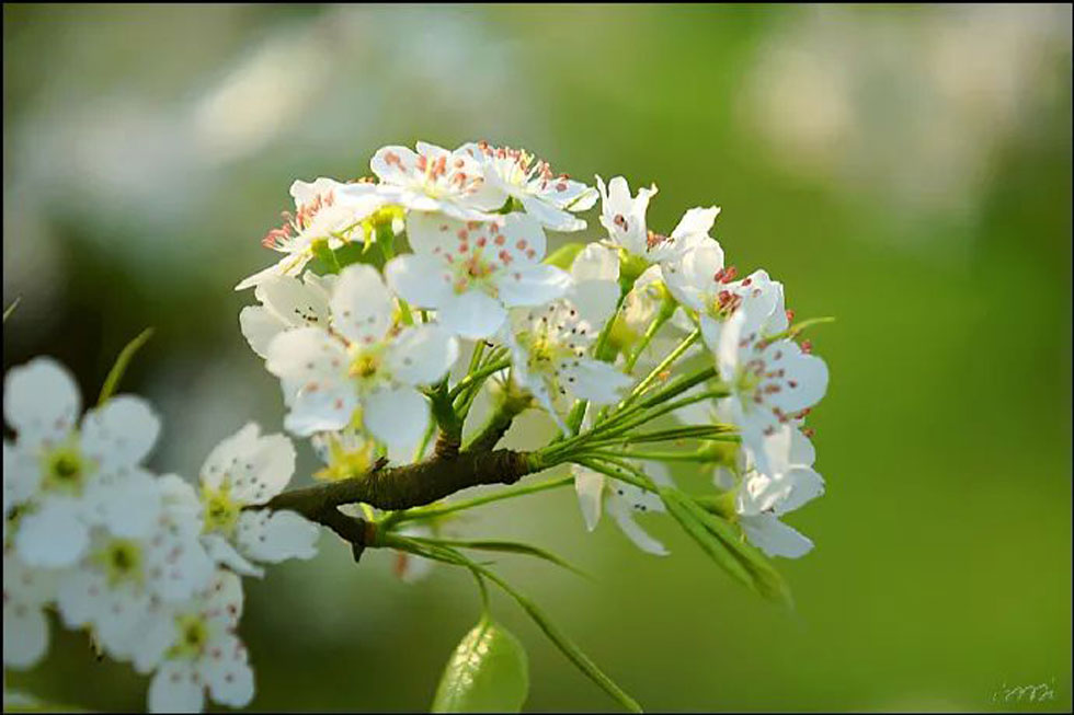 【春天，广西桂林灌阳县向您发出邀请！】我们在灌阳看梨花 - 游山玩水 - 云浮生活社区 - 云浮28生活网 yf.28life.net