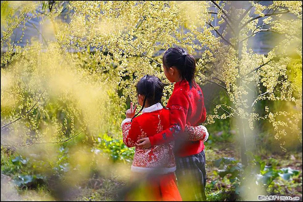 【春天,广西桂林灌阳县向您发出邀请!】米珠山前有片山苍子花在飘香 - 游山玩水 - 云浮生活社区 - 云浮28生活网 yf.28life.net