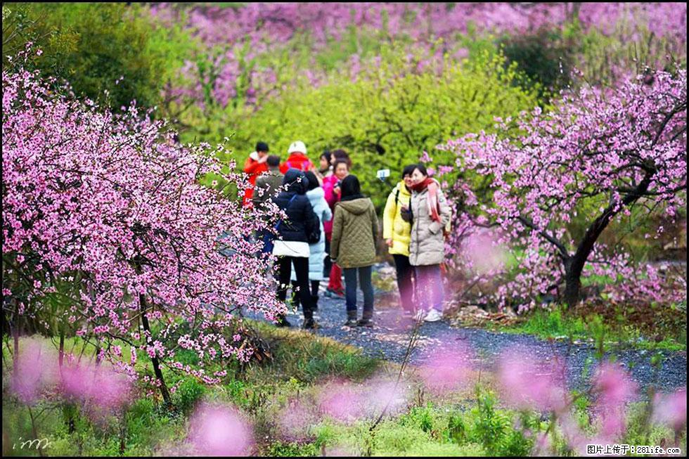 【春天,广西桂林灌阳县向您发出邀请!】官庄村有个醉美的桃花园 - 游山玩水 - 云浮生活社区 - 云浮28生活网 yf.28life.net