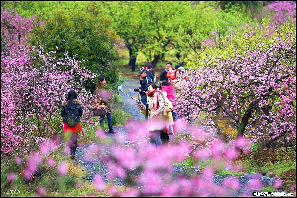 【春天,广西桂林灌阳县向您发出邀请!】官庄村有个醉美的桃花园 - 游山玩水 - 云浮生活社区 - 云浮28生活网 yf.28life.net