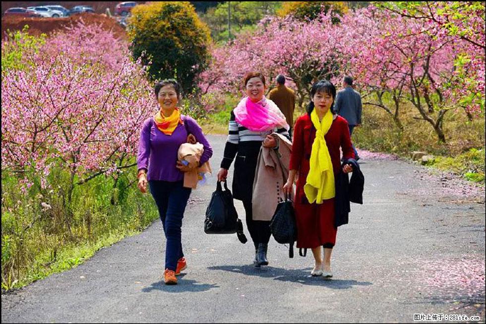 【春天,广西桂林灌阳县向您发出邀请!】官庄村有个醉美的桃花园 - 游山玩水 - 云浮生活社区 - 云浮28生活网 yf.28life.net