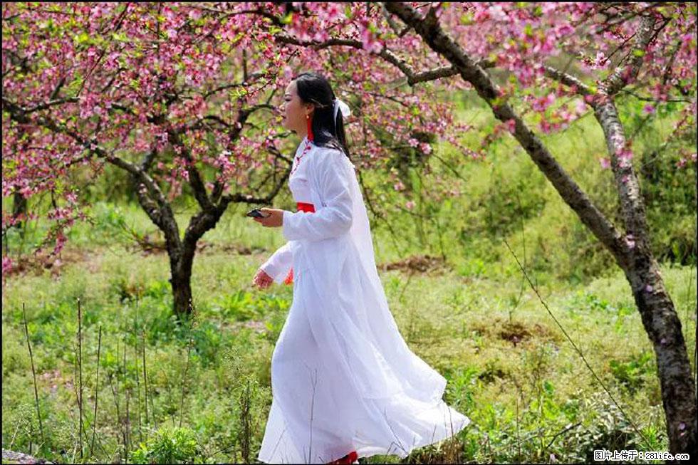 【春天,广西桂林灌阳县向您发出邀请!】官庄村有个醉美的桃花园 - 游山玩水 - 云浮生活社区 - 云浮28生活网 yf.28life.net