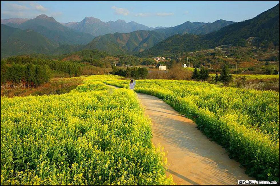 【春天，广西桂林灌阳县向您发出邀请！】长坪村油菜盛情花开 - 游山玩水 - 云浮生活社区 - 云浮28生活网 yf.28life.net
