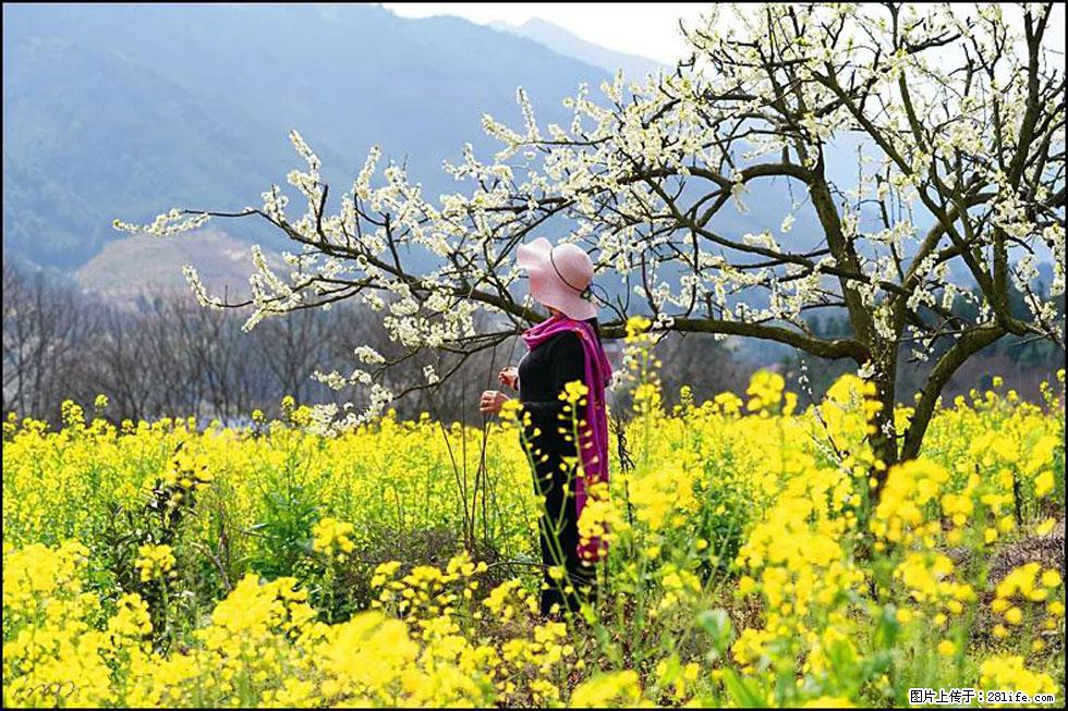 【春天，广西桂林灌阳县向您发出邀请！】长坪村油菜盛情花开 - 游山玩水 - 云浮生活社区 - 云浮28生活网 yf.28life.net
