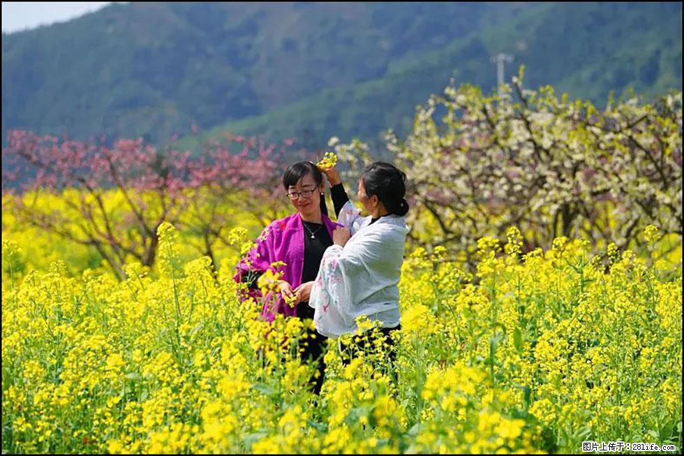 【春天，广西桂林灌阳县向您发出邀请！】长坪村油菜盛情花开 - 游山玩水 - 云浮生活社区 - 云浮28生活网 yf.28life.net