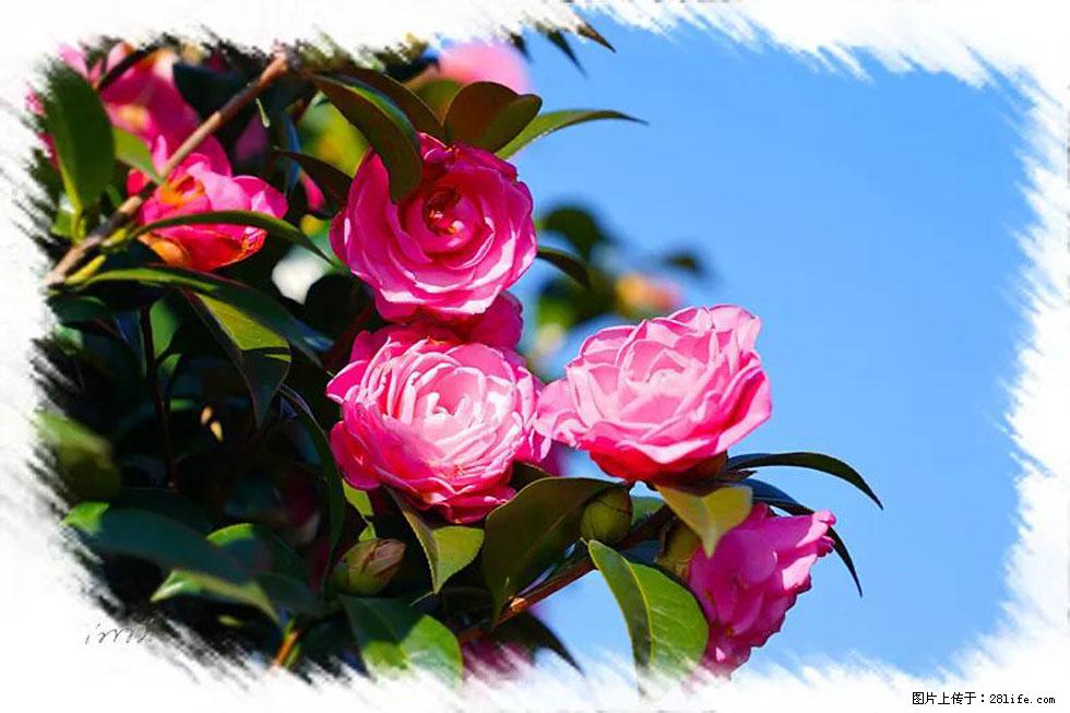 【春天，广西桂林灌阳县向您发出邀请！】杨柳井茶花惹人爱 - 游山玩水 - 云浮生活社区 - 云浮28生活网 yf.28life.net
