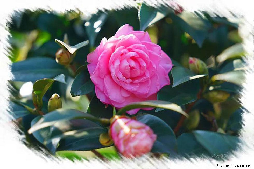 【春天，广西桂林灌阳县向您发出邀请！】杨柳井茶花惹人爱 - 游山玩水 - 云浮生活社区 - 云浮28生活网 yf.28life.net