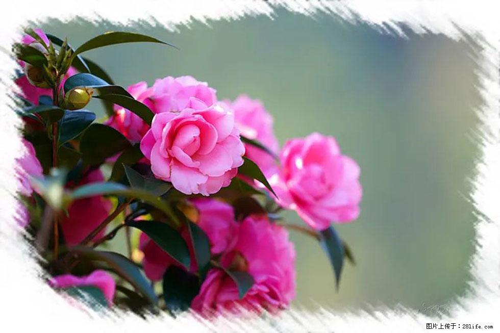 【春天，广西桂林灌阳县向您发出邀请！】杨柳井茶花惹人爱 - 游山玩水 - 云浮生活社区 - 云浮28生活网 yf.28life.net