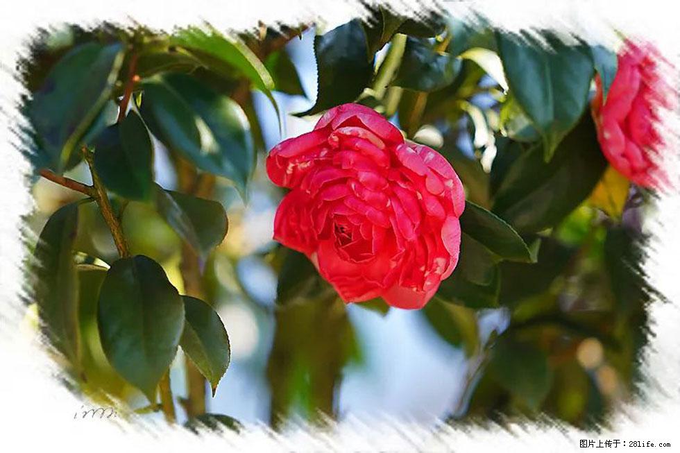【春天，广西桂林灌阳县向您发出邀请！】杨柳井茶花惹人爱 - 游山玩水 - 云浮生活社区 - 云浮28生活网 yf.28life.net