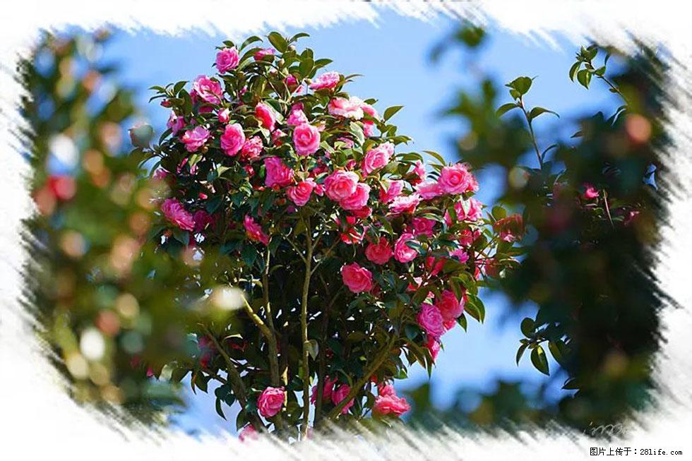 【春天，广西桂林灌阳县向您发出邀请！】杨柳井茶花惹人爱 - 游山玩水 - 云浮生活社区 - 云浮28生活网 yf.28life.net