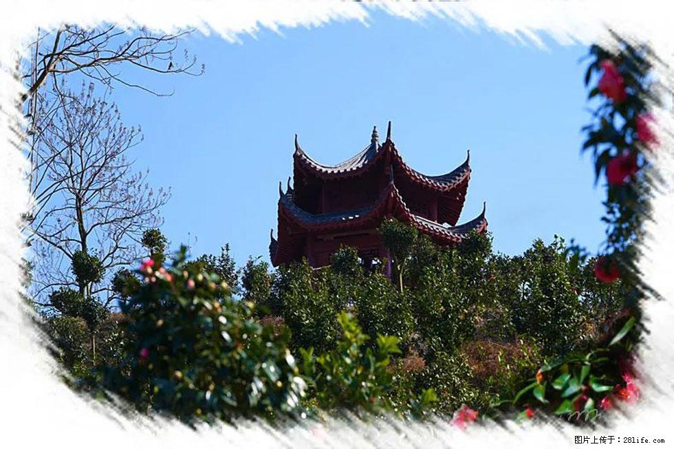 【春天，广西桂林灌阳县向您发出邀请！】杨柳井茶花惹人爱 - 游山玩水 - 云浮生活社区 - 云浮28生活网 yf.28life.net