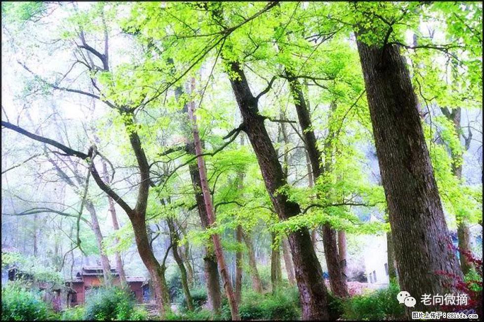 【春天，广西桂林灌阳县向您发出邀请！】在小龙村与春天约会 - 游山玩水 - 云浮生活社区 - 云浮28生活网 yf.28life.net