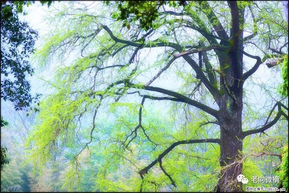 【春天，广西桂林灌阳县向您发出邀请！】在小龙村与春天约会 - 游山玩水 - 云浮生活社区 - 云浮28生活网 yf.28life.net