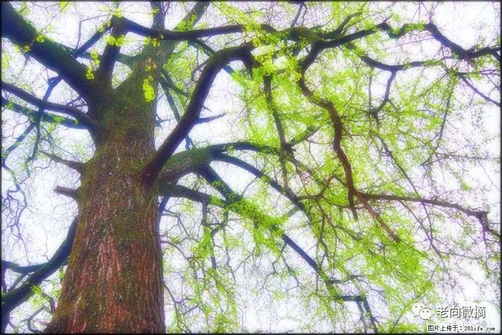 【春天，广西桂林灌阳县向您发出邀请！】在小龙村与春天约会 - 游山玩水 - 云浮生活社区 - 云浮28生活网 yf.28life.net