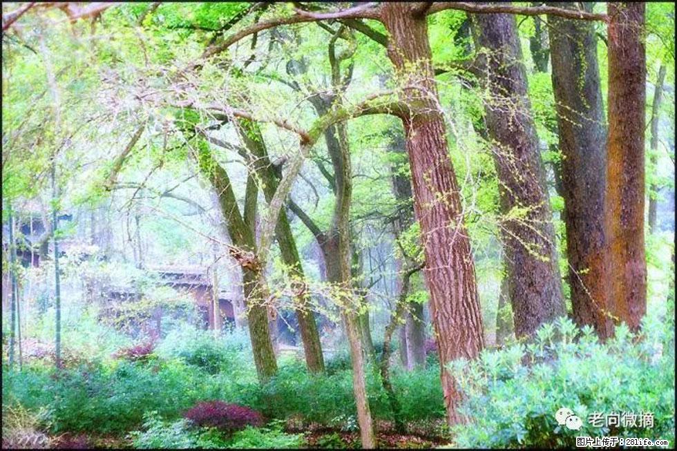 【春天，广西桂林灌阳县向您发出邀请！】在小龙村与春天约会 - 游山玩水 - 云浮生活社区 - 云浮28生活网 yf.28life.net
