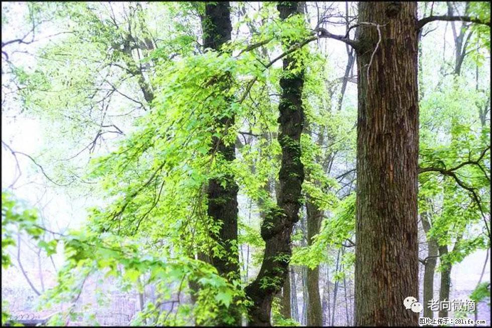 【春天，广西桂林灌阳县向您发出邀请！】在小龙村与春天约会 - 游山玩水 - 云浮生活社区 - 云浮28生活网 yf.28life.net