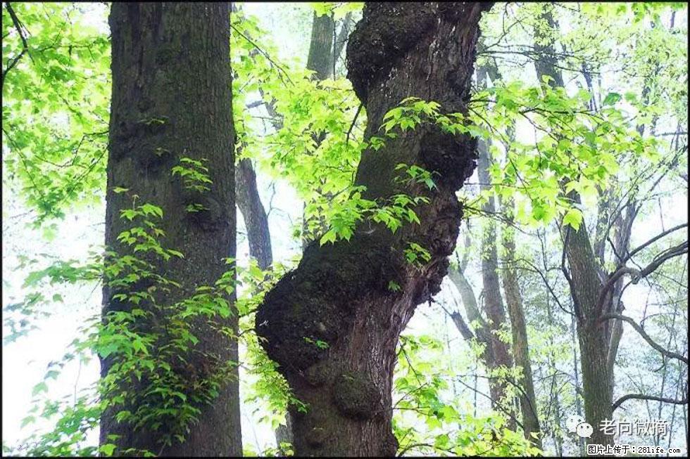 【春天，广西桂林灌阳县向您发出邀请！】在小龙村与春天约会 - 游山玩水 - 云浮生活社区 - 云浮28生活网 yf.28life.net