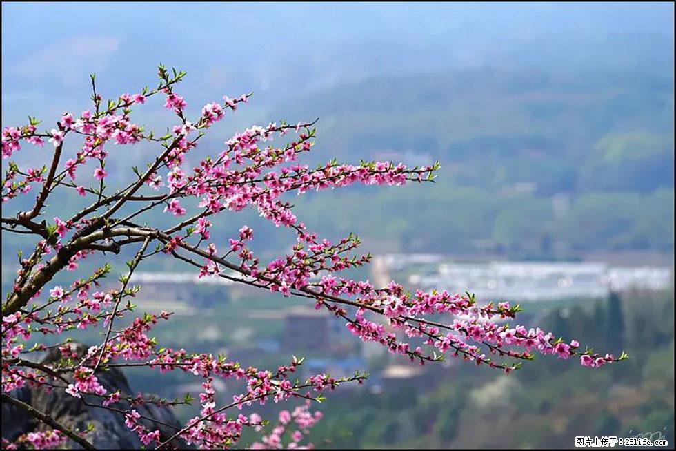 【春天，广西桂林灌阳县向您发出邀请！】望月岭上桃花开 - 游山玩水 - 云浮生活社区 - 云浮28生活网 yf.28life.net