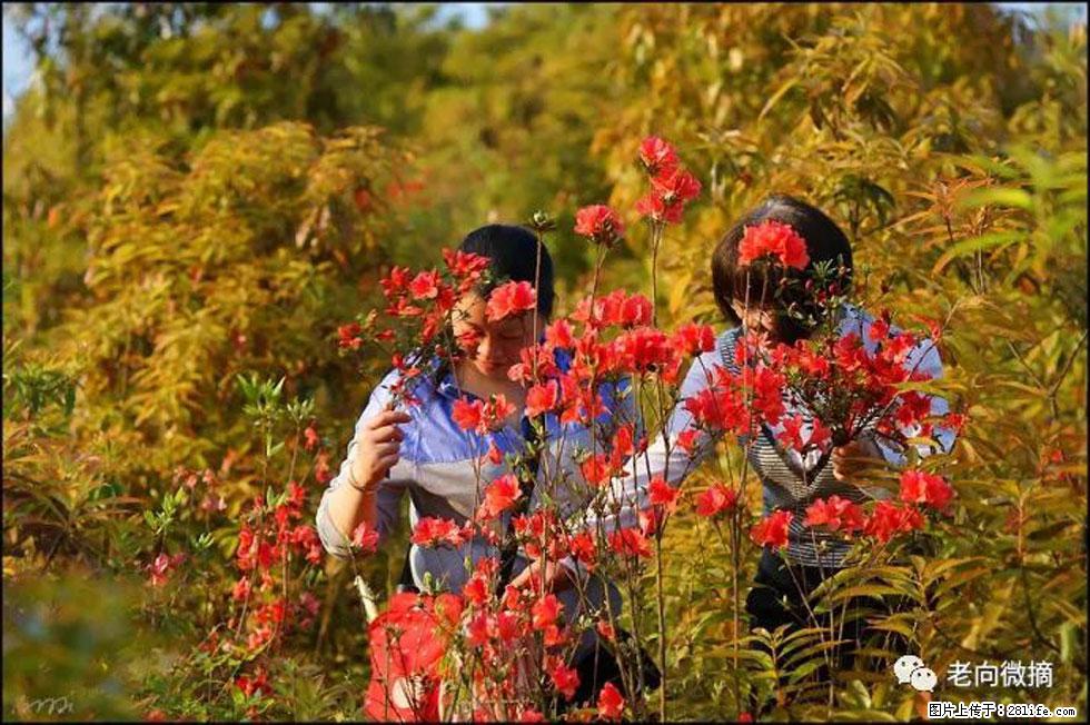 【春天，广西桂林灌阳县向您发出邀请！】登麒麟山，相约映山红 - 游山玩水 - 云浮生活社区 - 云浮28生活网 yf.28life.net