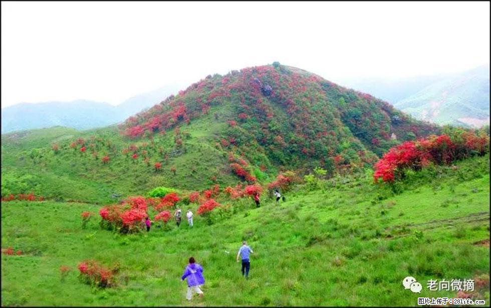 【春天,广西桂林灌阳县向您发出邀请!】宝盖山上映山红 - 游山玩水 - 云浮生活社区 - 云浮28生活网 yf.28life.net