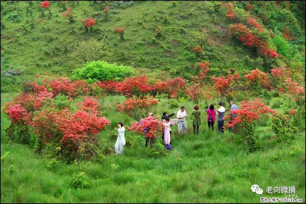 【春天,广西桂林灌阳县向您发出邀请!】宝盖山上映山红 - 游山玩水 - 云浮生活社区 - 云浮28生活网 yf.28life.net