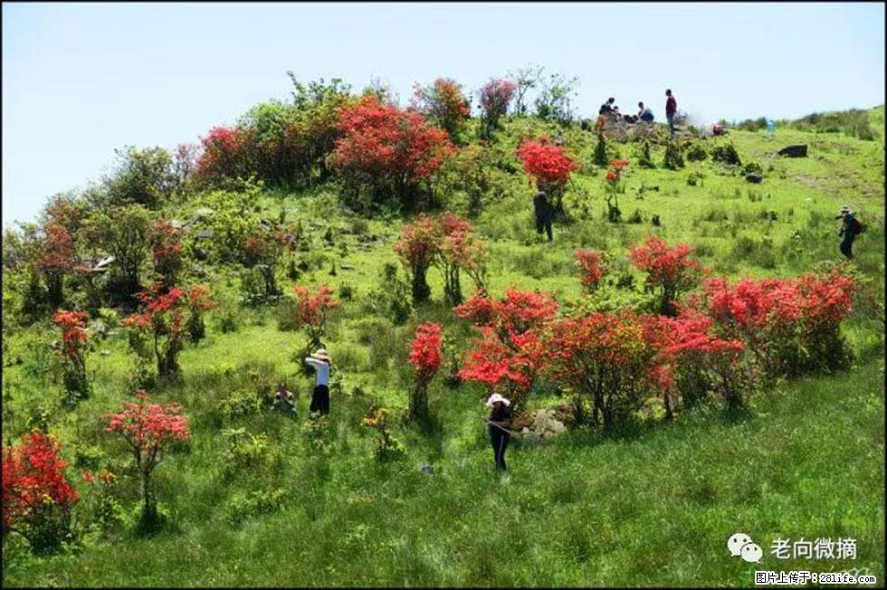 【春天,广西桂林灌阳县向您发出邀请!】宝盖山上映山红 - 游山玩水 - 云浮生活社区 - 云浮28生活网 yf.28life.net