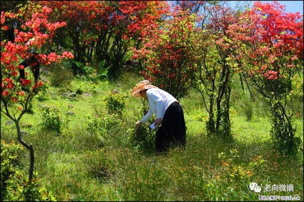 【春天,广西桂林灌阳县向您发出邀请!】宝盖山上映山红 - 游山玩水 - 云浮生活社区 - 云浮28生活网 yf.28life.net