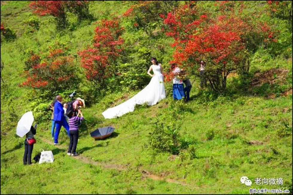 【春天,广西桂林灌阳县向您发出邀请!】宝盖山上映山红 - 游山玩水 - 云浮生活社区 - 云浮28生活网 yf.28life.net