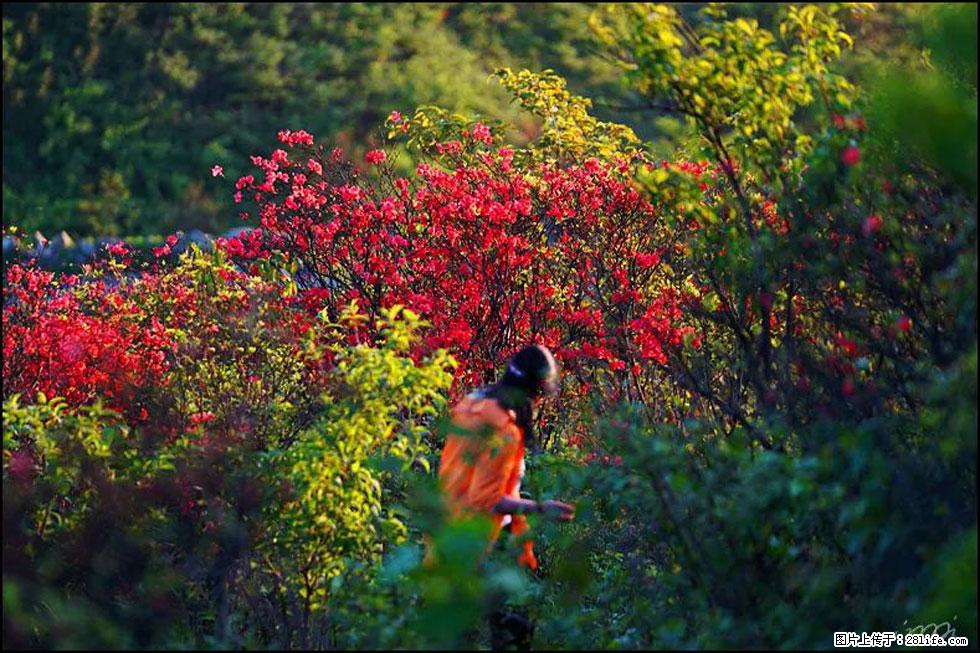 【春天，广西桂林灌阳县向您发出邀请！】春木界上映山红 - 游山玩水 - 云浮生活社区 - 云浮28生活网 yf.28life.net