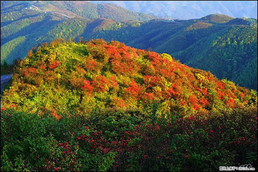 【春天，广西桂林灌阳县向您发出邀请！】春木界上映山红 - 游山玩水 - 云浮生活社区 - 云浮28生活网 yf.28life.net