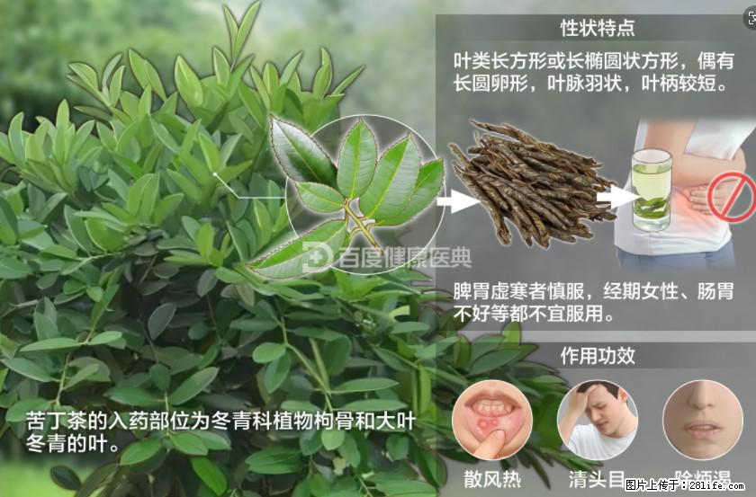 苦丁茶有哪些功效和作用 - 生活百科 - 云浮生活社区 - 云浮28生活网 yf.28life.net