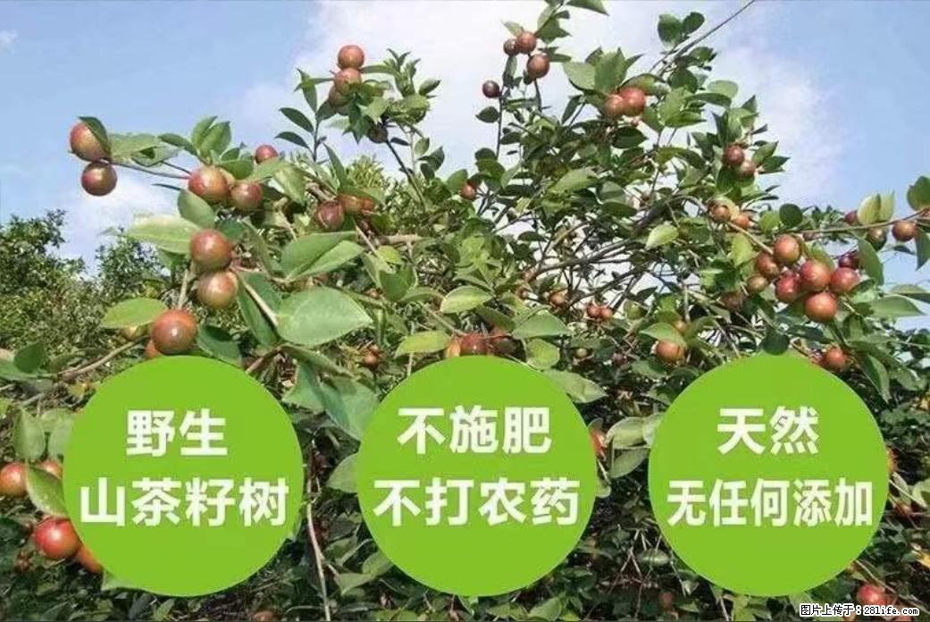 【灌阳县油茶产业示范区】一个有着充实的精神生活的人，对待身外之物自会有一种淡泊的态度 - 美食天地 - 云浮生活社区 - 云浮28生活网 yf.28life.net