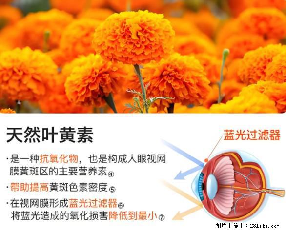 叶黄素有什么功效和作用 - 生活百科 - 云浮生活社区 - 云浮28生活网 yf.28life.net