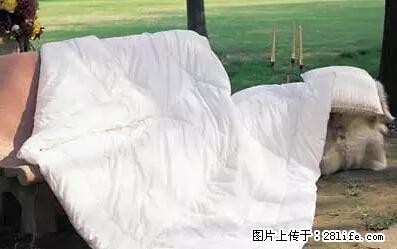 被子有异味？只要这样做，比晒太阳还强100倍！ - 家居生活 - 云浮生活社区 - 云浮28生活网 yf.28life.net