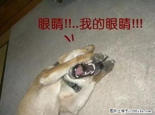 笑癫了！一女的怀孕三年未生，他终于忍不住了... - 娱乐八卦 - 云浮生活社区 - 云浮28生活网 yf.28life.net