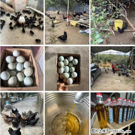 油茶园从小鸡仔开始养起的纯土鸡、土鸡蛋可以预定啦！还有前几天刚榨的纯山茶油哦 - 美食天地 - 云浮生活社区 - 云浮28生活网 yf.28life.net