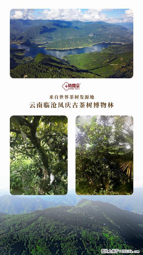时间果百年古树2025年春红茶 - 购物交流 - 云浮生活社区 - 云浮28生活网 yf.28life.net