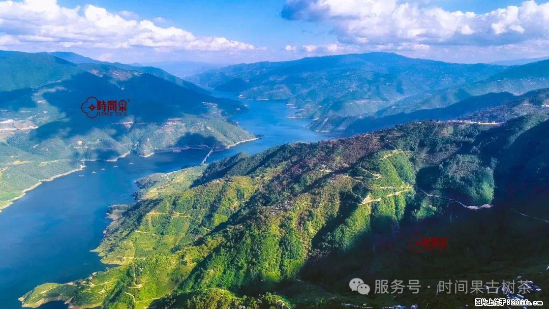 时间果百年古树龙珠普洱生茶 - 购物交流 - 云浮生活社区 - 云浮28生活网 yf.28life.net
