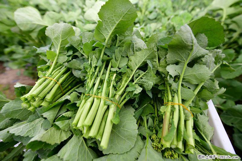 这些蔬菜是“天然钙片”，这6种被医生重点推荐 - 云浮生活资讯 - 云浮28生活网 yf.28life.net